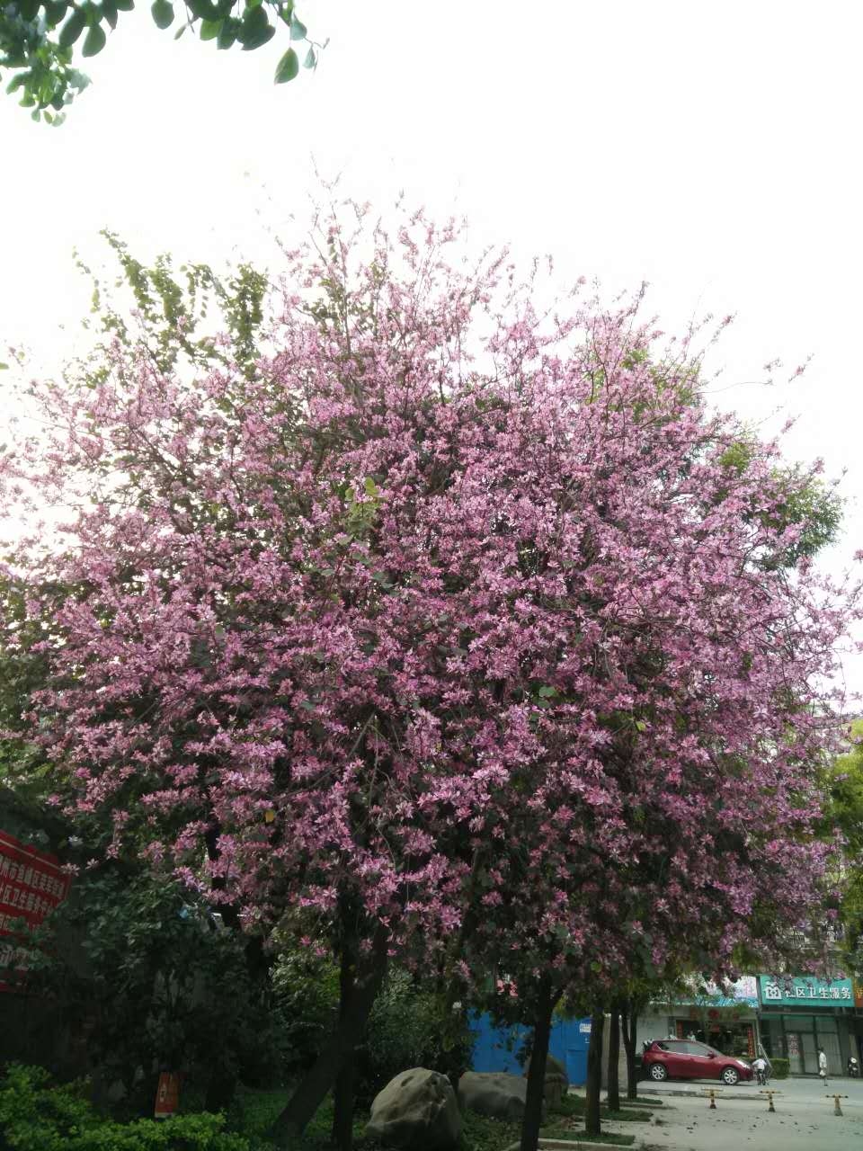 宫粉紫荆3
